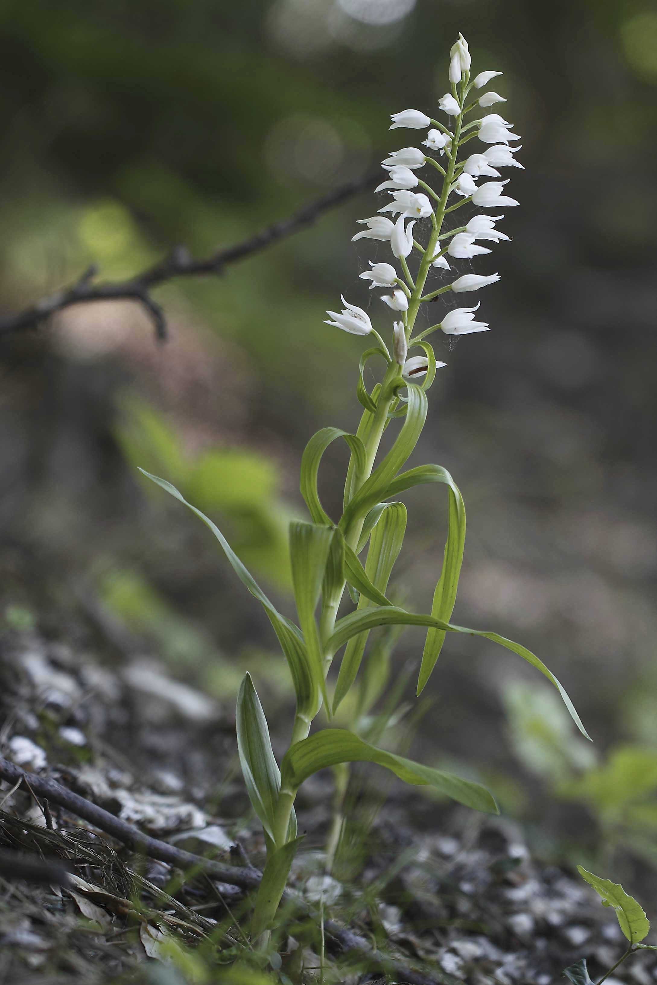 Cephalanthera damasonium (Mill.) Druce